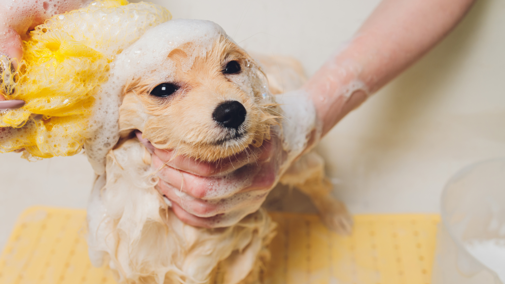 How to Cut Dog Hair at Home with Clippers, From the head down