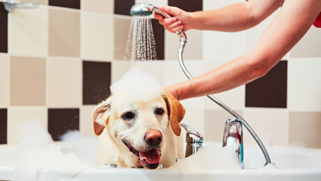 How to Cut Dog Hair at Home with Clippers, Wash and brush your dog