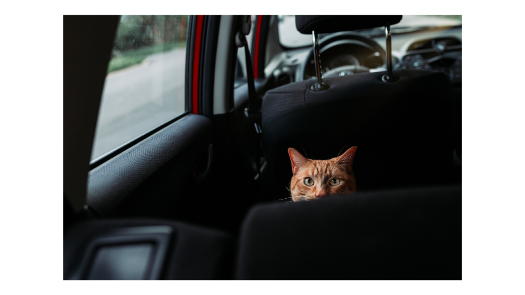 How to Travel with a Cat? By car