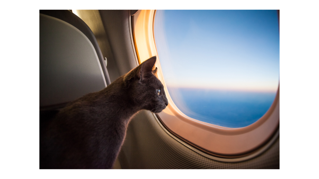 How to Travel with a Cat? By plane