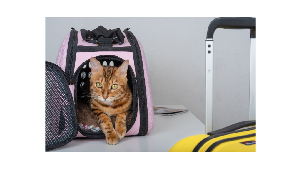 Introduce Your Cat to the Carrier