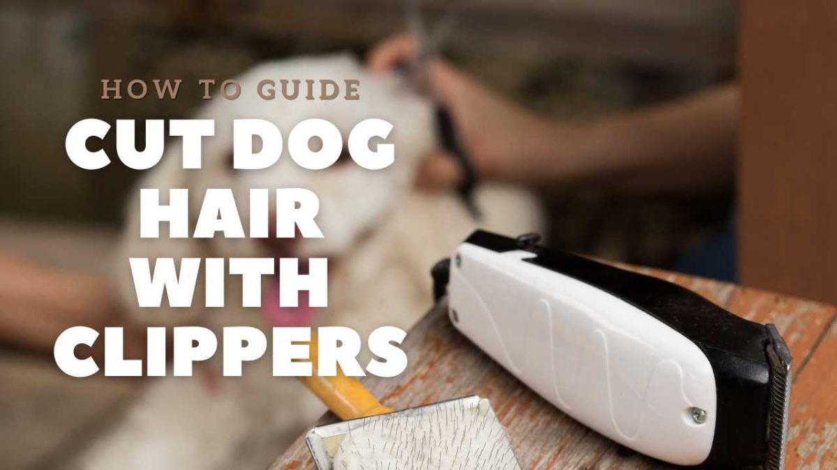 How to Cut Dog Hair at Home